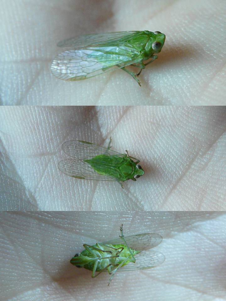 FIGURE 1 FIGURE 1